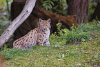 Eurasian Lynx