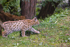 Eurasian Lynx