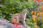 Eurasian Lynx