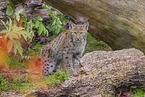 Eurasian Lynx