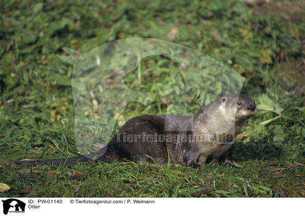Fischotter / Otter / PW-01140