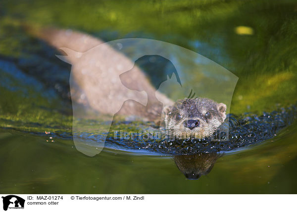 Fischotter / common otter / MAZ-01274