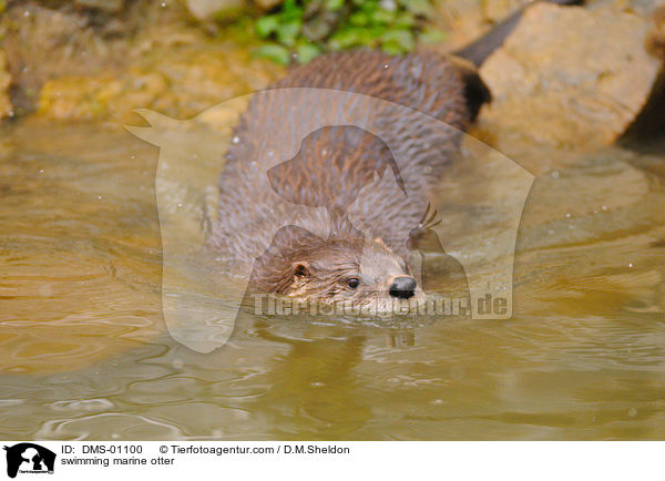 schwimmender Fischotter / swimming marine otter / DMS-01100