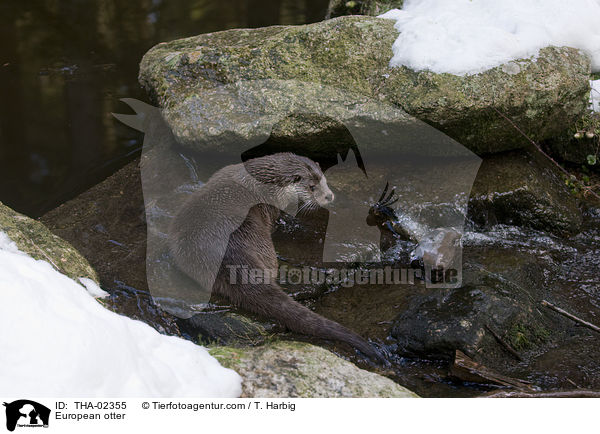 Fischotter / European otter / THA-02355