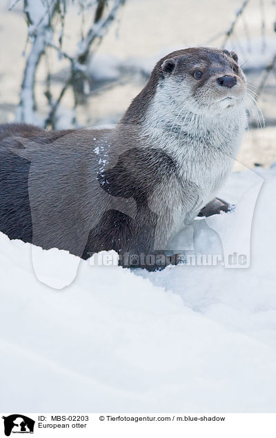 Fischotter / European otter / MBS-02203