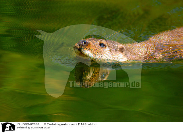 schwimmender Fischotter / swimming common otter / DMS-02038