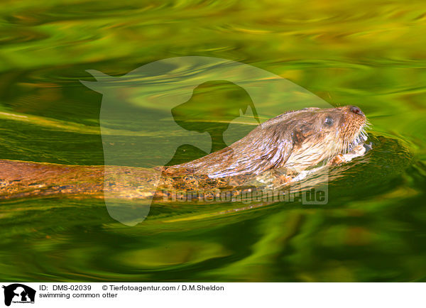 schwimmender Fischotter / swimming common otter / DMS-02039