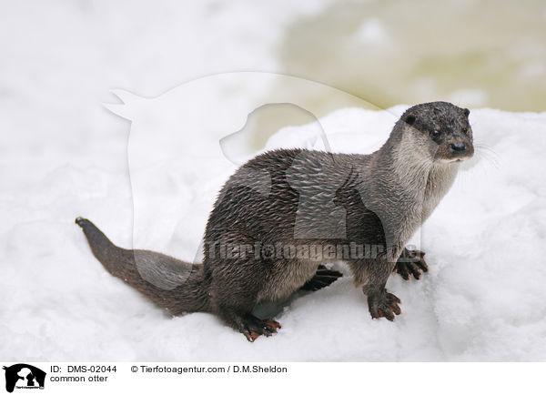 Fischotter / common otter / DMS-02044