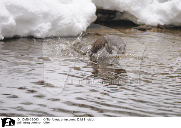 schwimmender Fischotter / swimming common otter / DMS-02063