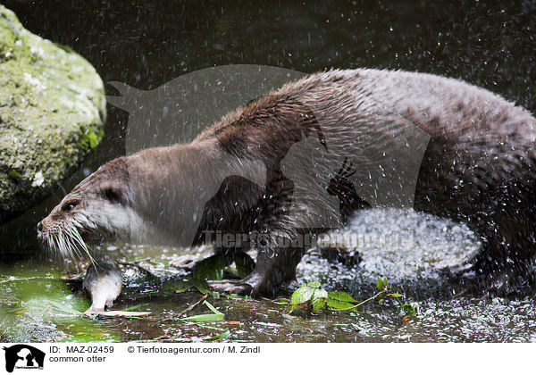 Fischotter / common otter / MAZ-02459