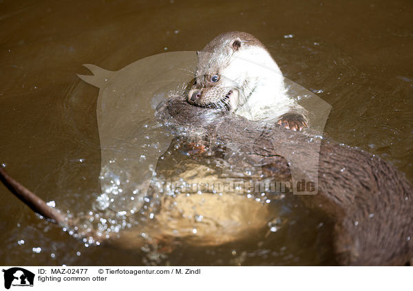 kmpfende Fischotter / fighting common otter / MAZ-02477