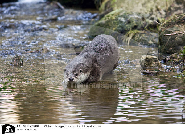 Fischotter / common otter / MBS-03008