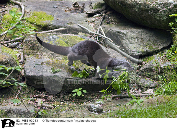 Fischotter / common otter / MBS-03013