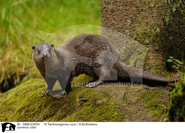 common otter / DMS-03054