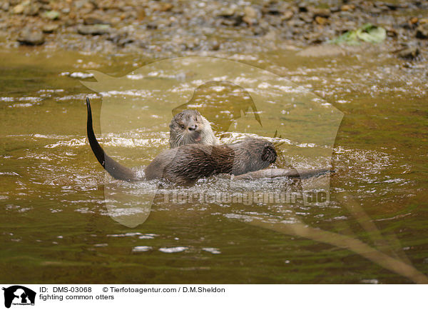 kmpfende Fischotter / fighting common otters / DMS-03068