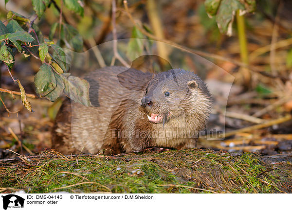 Fischotter / common otter / DMS-04143