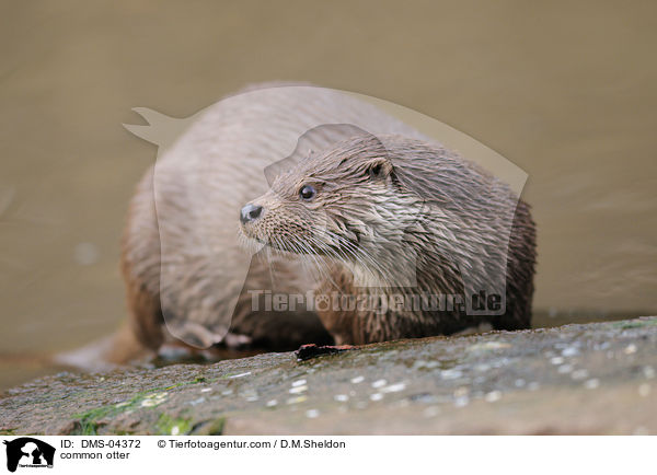 Fischotter / common otter / DMS-04372