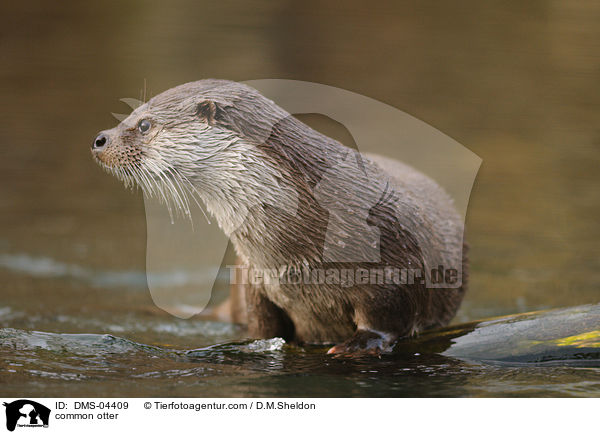 Fischotter / common otter / DMS-04409