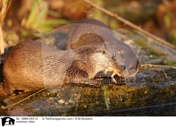 Fischotter / common otter / DMS-04412