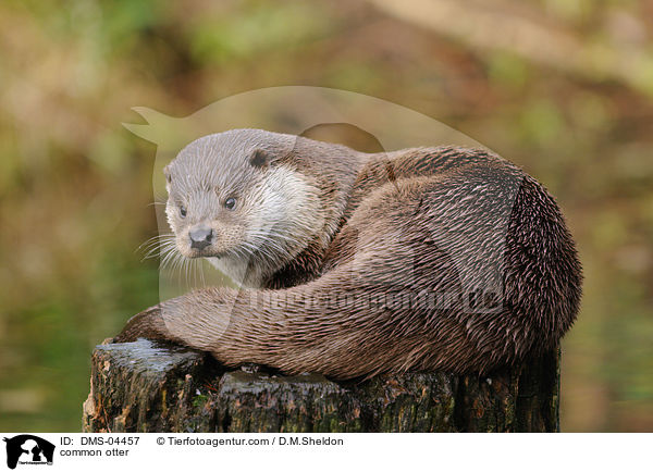 Fischotter / common otter / DMS-04457