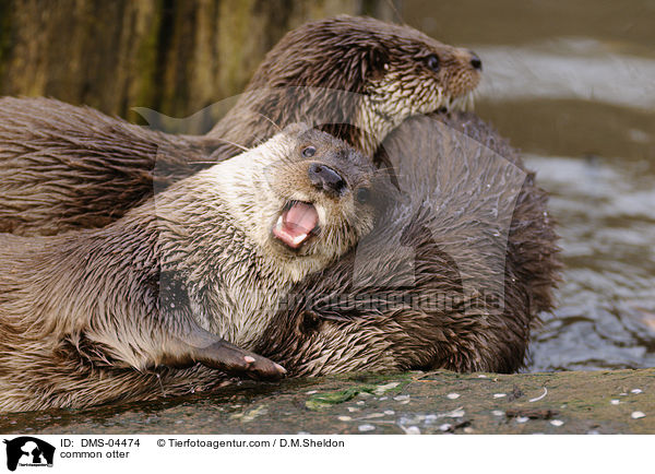 Fischotter / common otter / DMS-04474