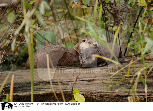 Fischotter / common otter / DMS-04670