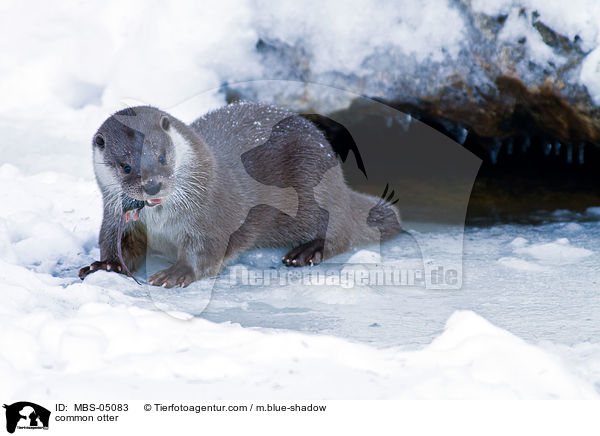 Fischotter / common otter / MBS-05083