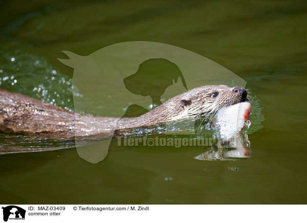 Fischotter / common otter / MAZ-03409