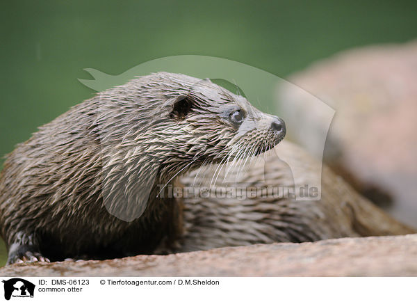 Fischotter / common otter / DMS-06123