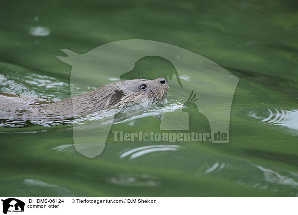 common otter / DMS-06124