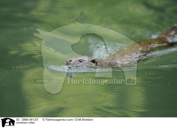 Fischotter / common otter / DMS-06125