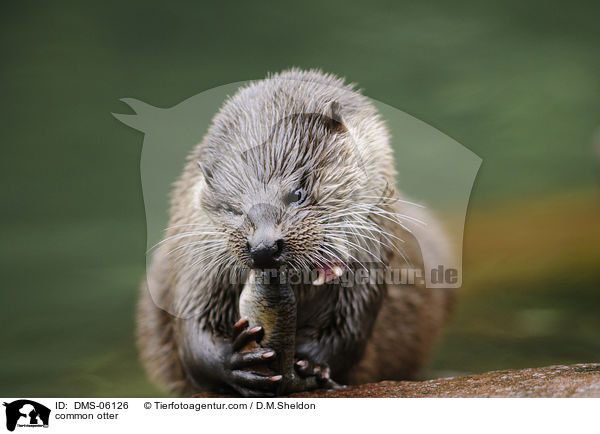 Fischotter / common otter / DMS-06126