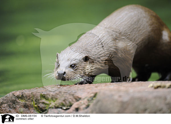common otter / DMS-06154