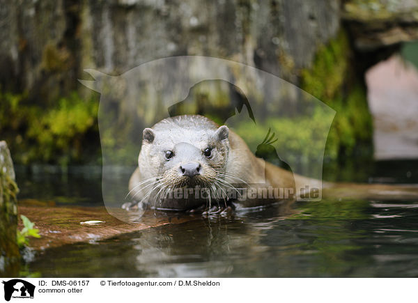common otter / DMS-06157