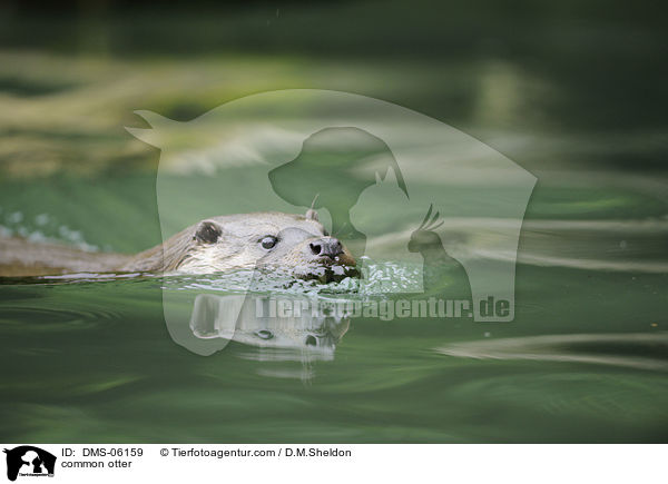 Fischotter / common otter / DMS-06159