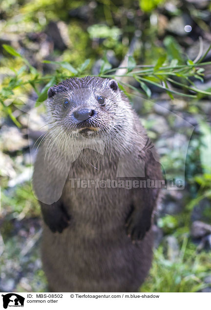 Fischotter / common otter / MBS-08502