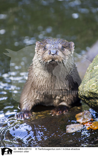 Fischotter / common otter / MBS-08510