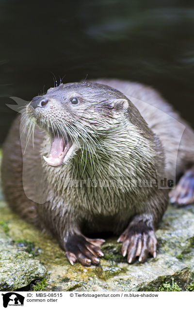 Fischotter / common otter / MBS-08515