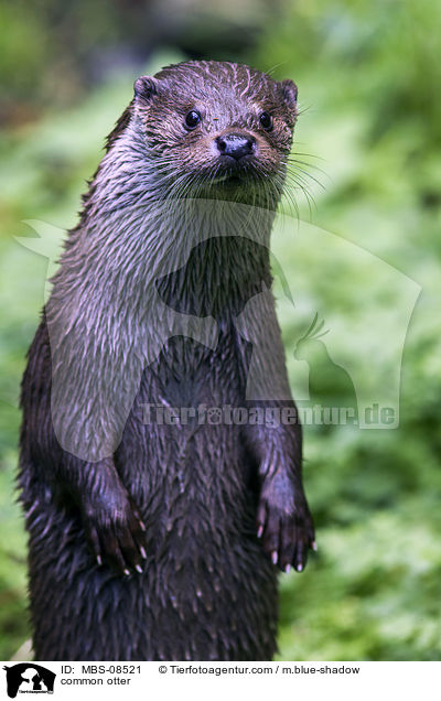 Fischotter / common otter / MBS-08521
