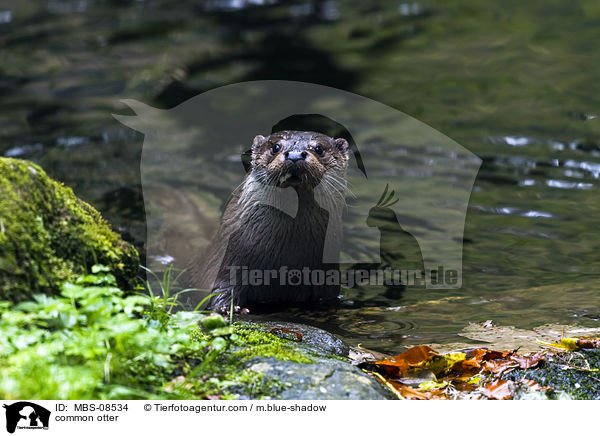 Fischotter / common otter / MBS-08534