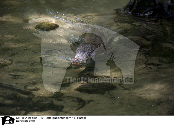 Fischotter / Eurasian otter / THA-05559