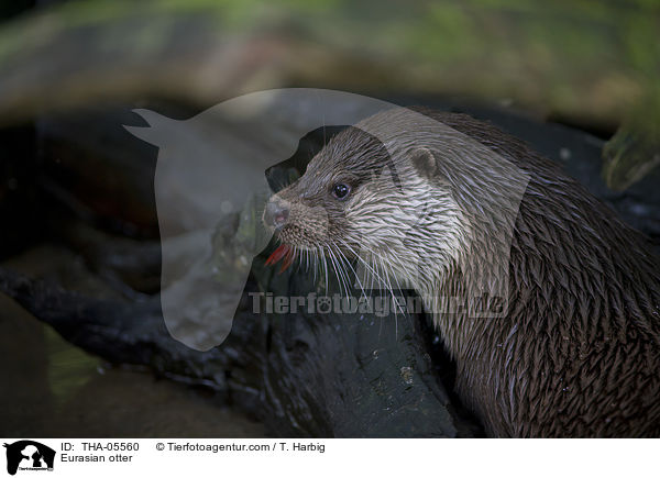 Fischotter / Eurasian otter / THA-05560