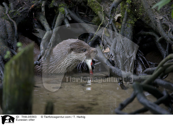 Fischotter / Eurasian otter / THA-05563