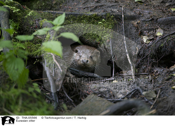 Fischotter / Eurasian otter / THA-05566