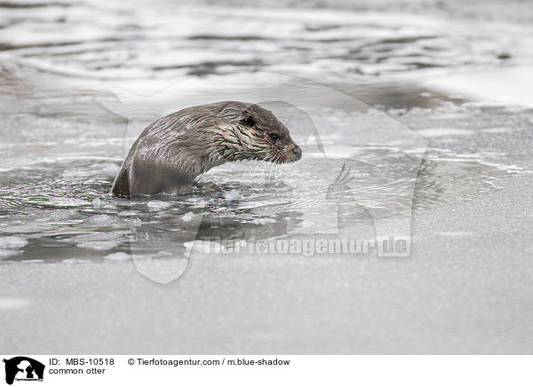 Fischotter / common otter / MBS-10518