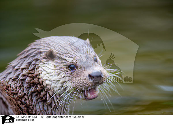 Fischotter / common otter / MAZ-04133