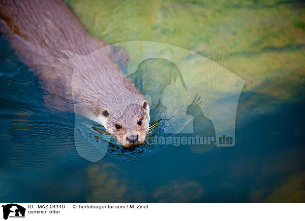 common otter / MAZ-04140