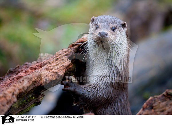 common otter / MAZ-04141