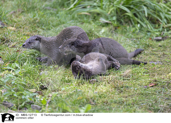 Fischotter / common otter / MBS-12713