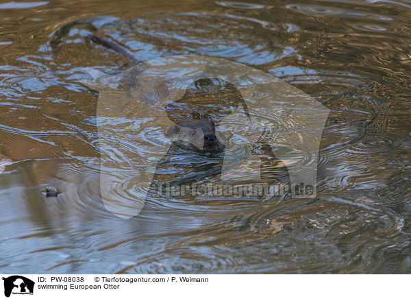 schwimmender Fischotter / swimming European Otter / PW-08038